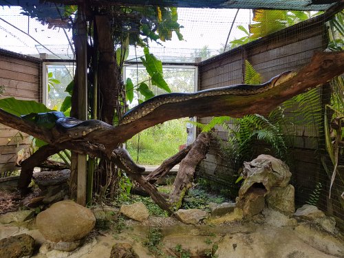 Anaconda au Zoo de Cayenne